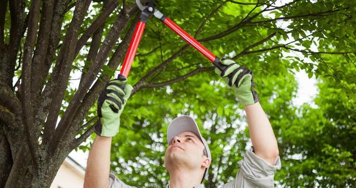 man trimming tree limb